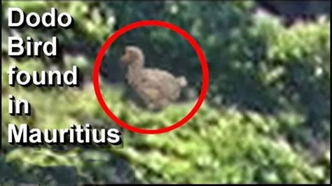 dodo caught on camera|dodo bird found alive today.